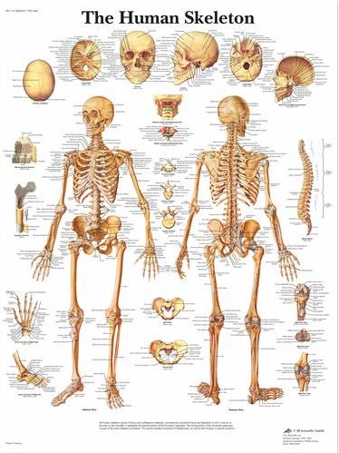 Skeleton VR1113