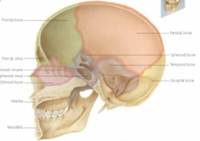 Skull 1006 3