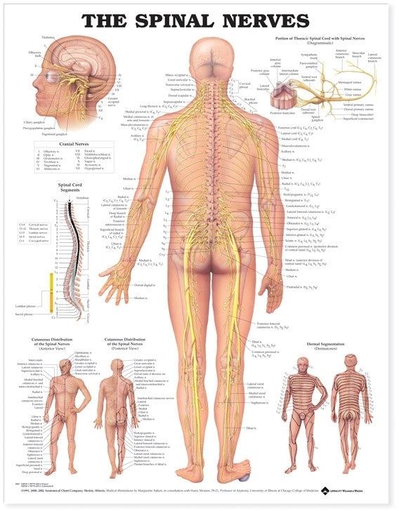 Spinal Nerves Anatomical Chart 8024