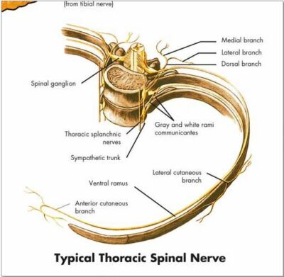 Spinal Nerves Chart VR1621 1