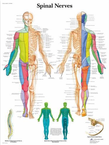 Spinal Nerves Chart VR1621