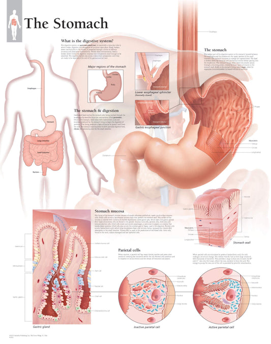 Stomach 1501