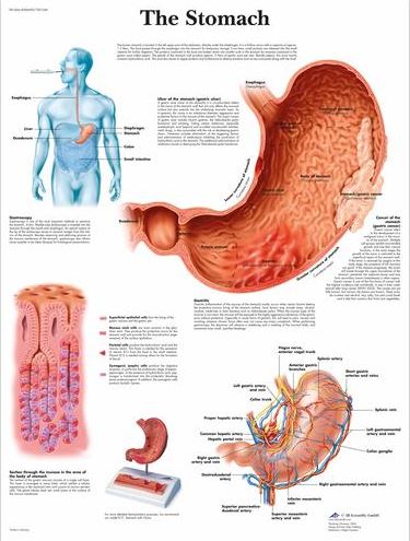 Stomach Chart VR1426