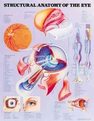 Structural Anatomy of the Eye