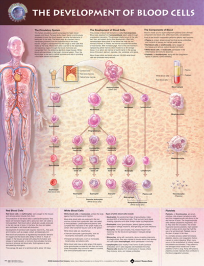 The Development of Blood Cells 1