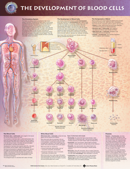 The Development of Blood Cells