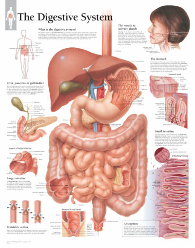 The Digestive System 1500 1