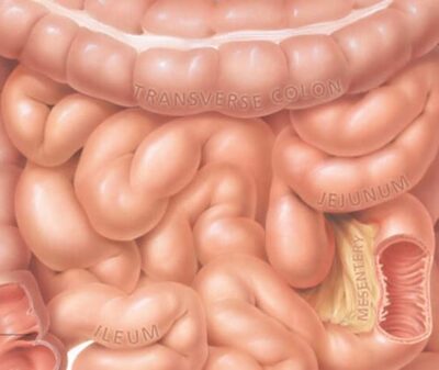 The Digestive System 1500 3