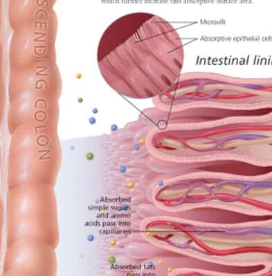 The Digestive System 1500 2