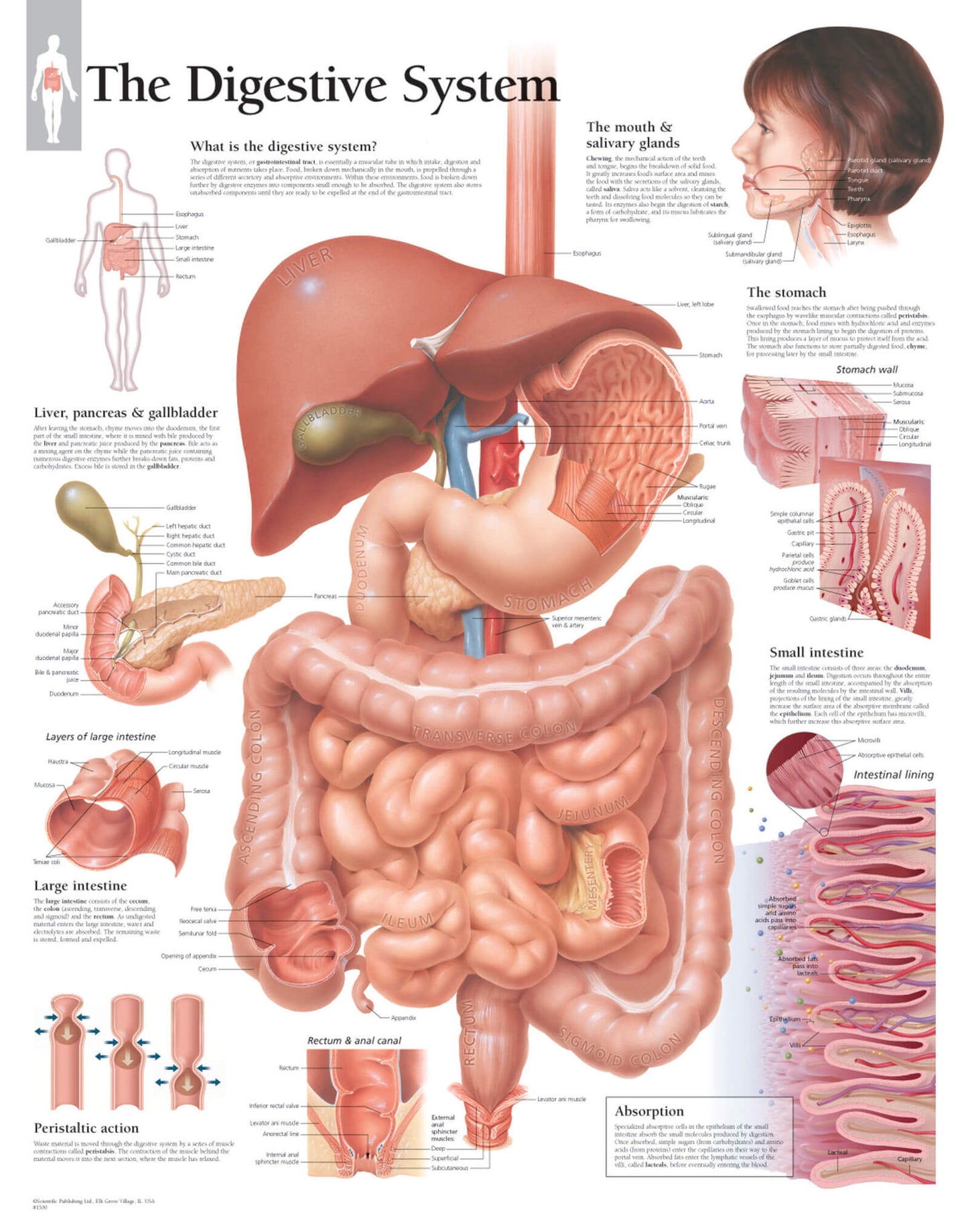 The Digestive System 1500