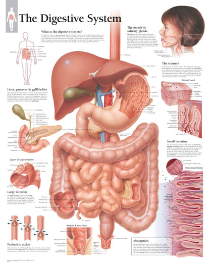 The Digestive System 1500