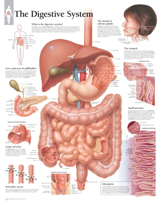 The Digestive System 1500