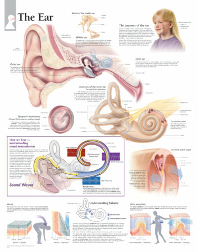 The Ear 2100 1