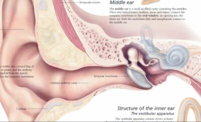 The Ear 2100 3