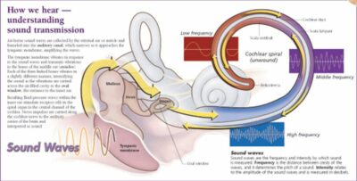 The Ear 2100 2