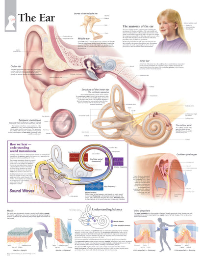The Ear 2100