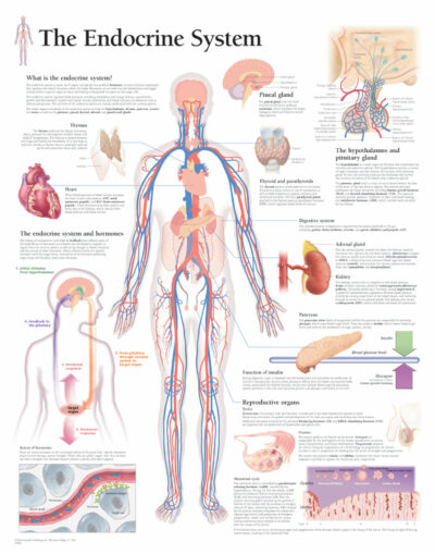 The Endocrine System 2800 1