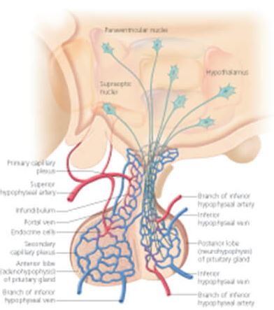The Endocrine System 2800 3
