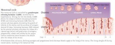 The Endocrine System 2800 2