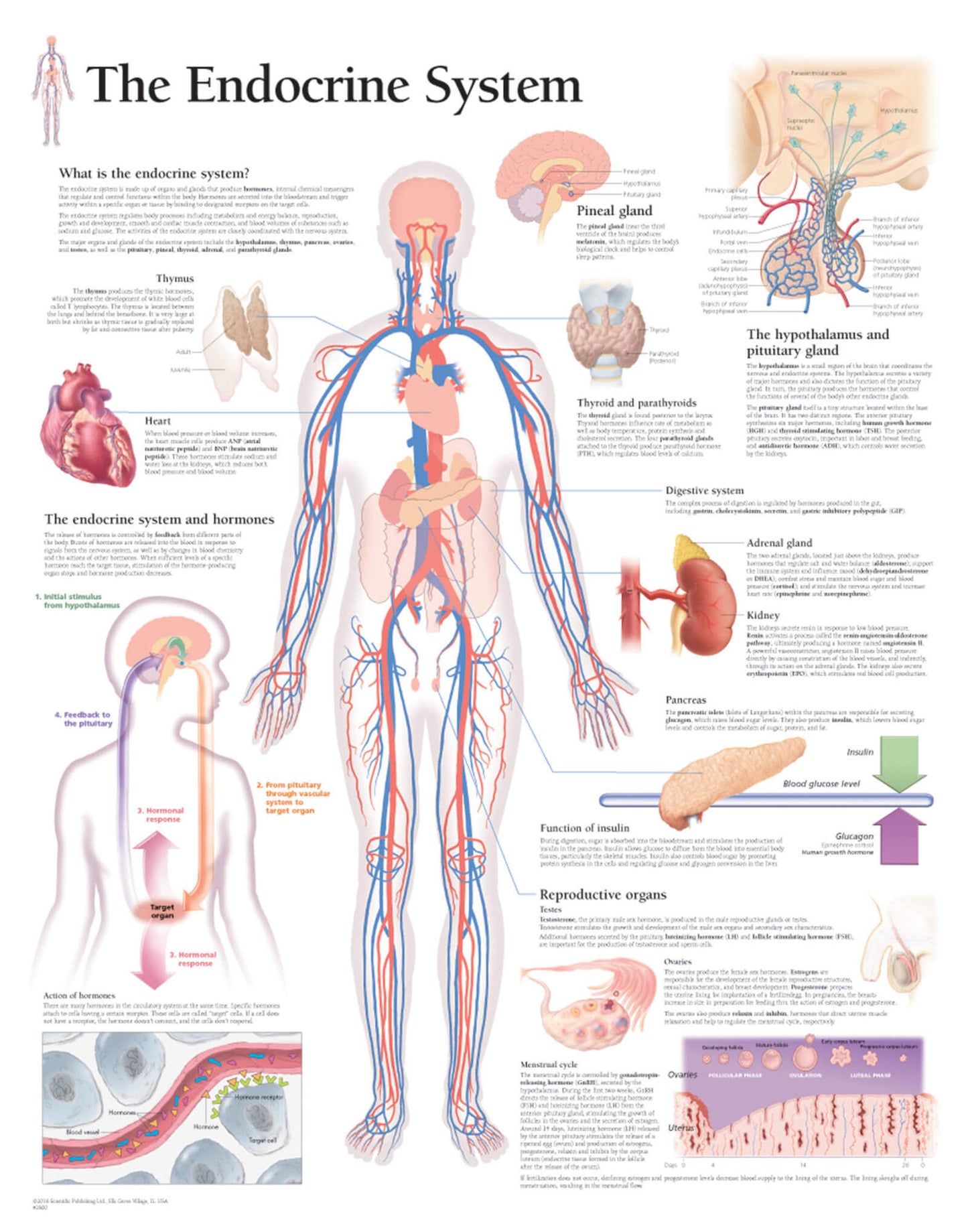 The Endocrine System 2800