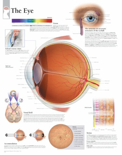 The Eye 2200 1