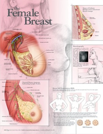 The Female Breast