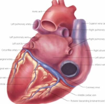 The Heart 1400 2