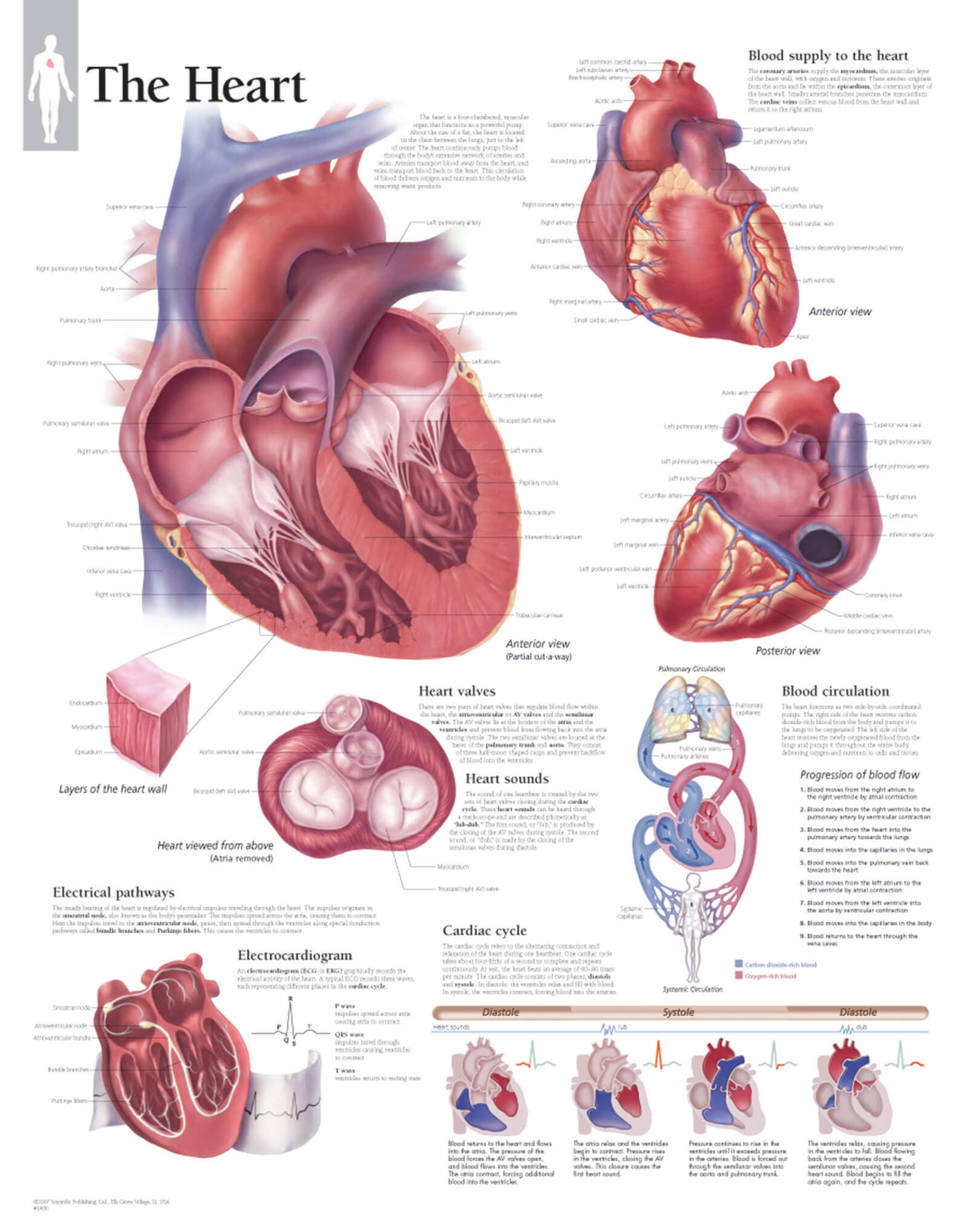 The Heart 1400