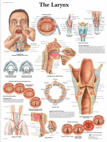 The Larynx Chart VR1248