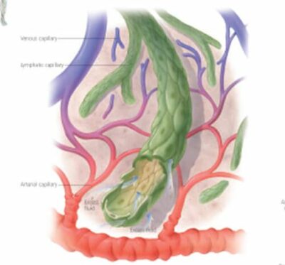 The Lymphatic System 2400 3