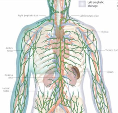 The Lymphatic System 2400 2