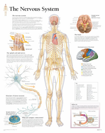 The Nervous System 2700 1