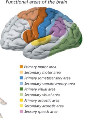 The Nervous System 2700 2