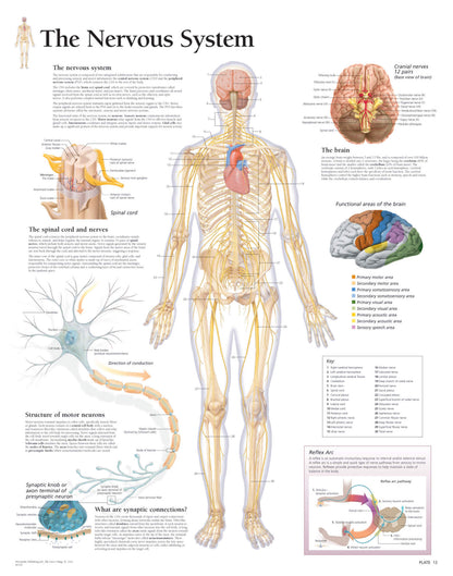 The Nervous System 2700