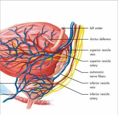 The Prostate Gland chart VR1528 2