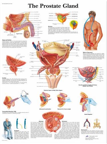 The Prostate Gland chart VR1528