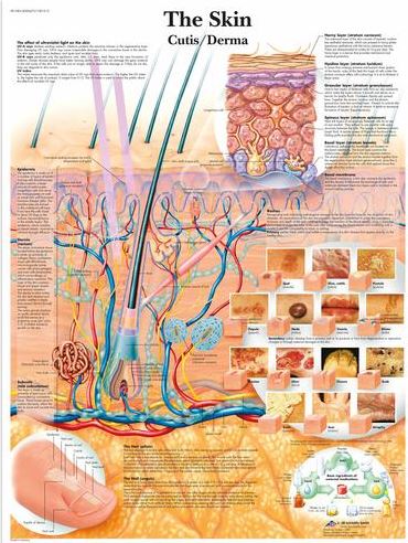 The Skin Chart VR1283
