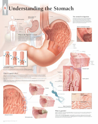 The Stomach 1553 1