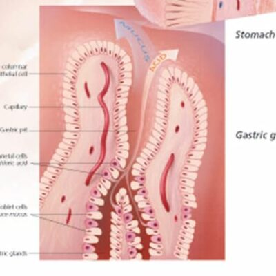 The Stomach 1553 3