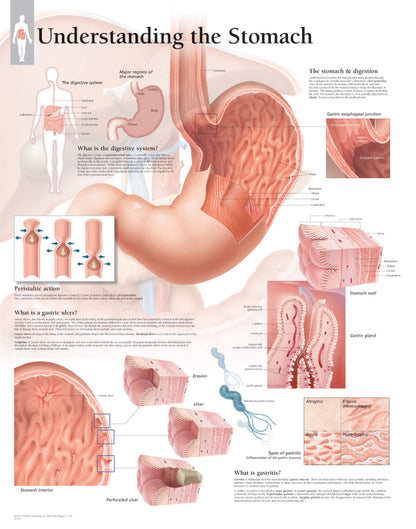The Stomach 1553