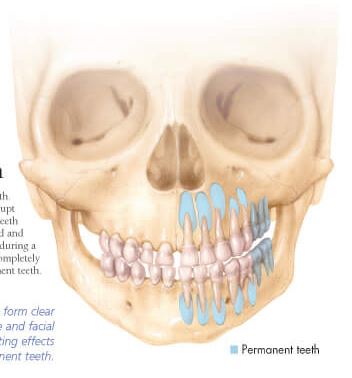 The Teeth 2300 2