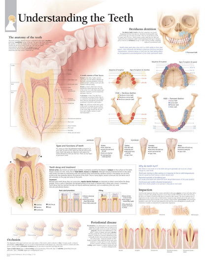 The Teeth 2300