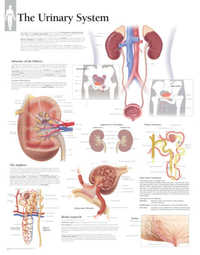 The Urinary System 2600 1