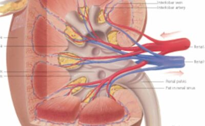 The Urinary System 2600 3