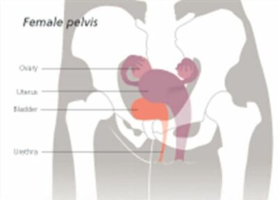 The Urinary System 2600 2
