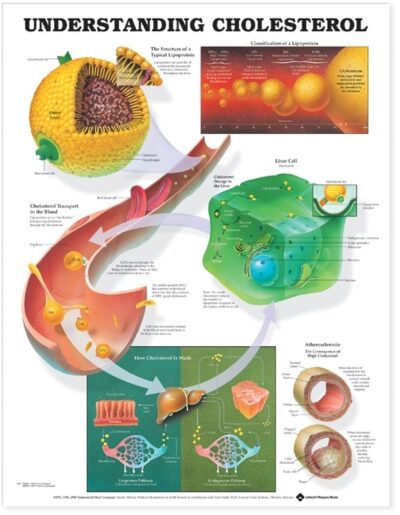 Understanding Cholesterol Anatomical Chart 9882 1