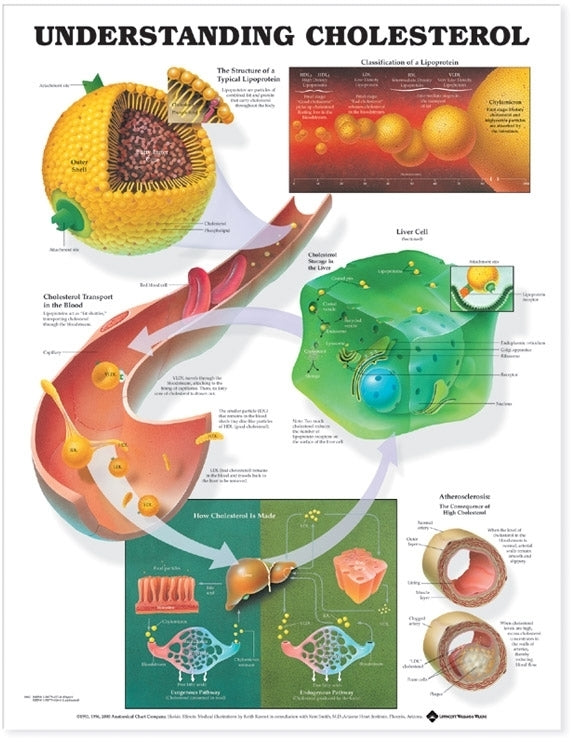 Understanding Cholesterol Anatomical Chart 9882
