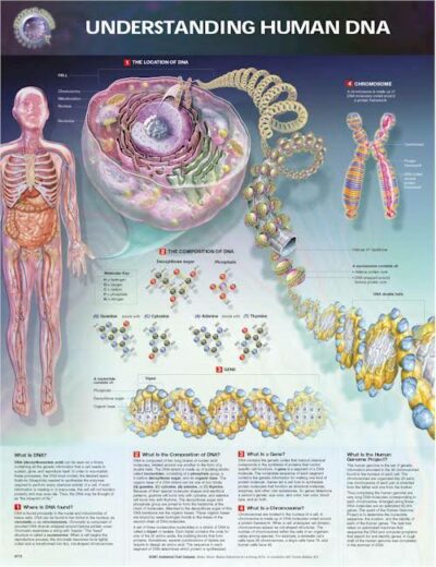 Understanding Human DNA 1