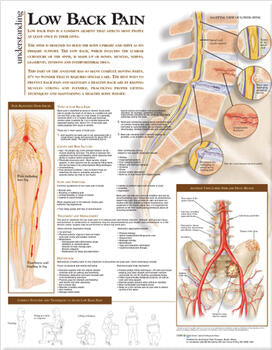 Understanding Low Back Pain