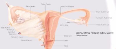 Understanding Menopause 5500 2